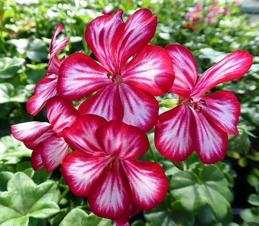 How to propagate pelargonium?  – planting, care, photos, how to grow and harvest