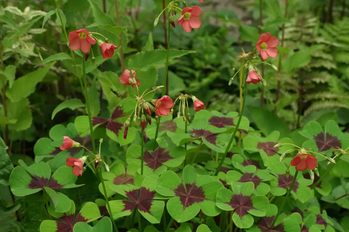 Oxalis deppei: characteristics, care and requirements
