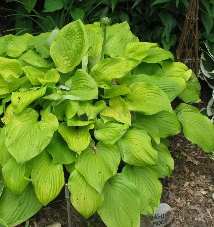 What kind of care does a hosta need?  – planting, care, photos, how to grow and harvest