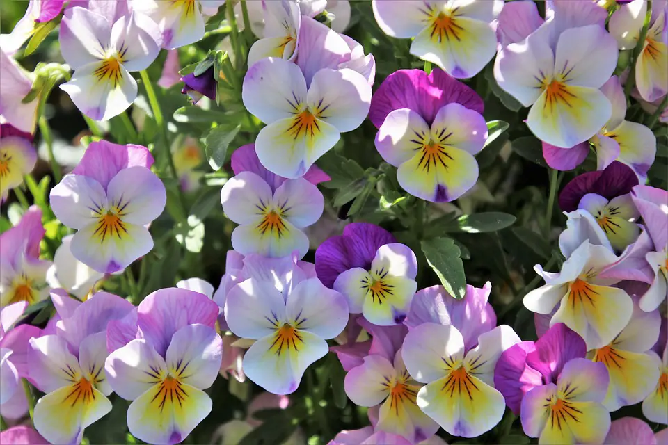Why plant pansies?  – planting, care, photos, how to grow and harvest