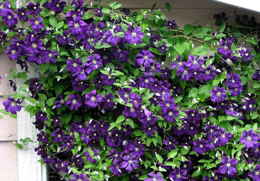 How to choose clematis?  – planting, care, photos, how to grow and harvest