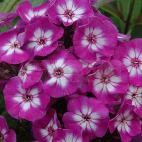 How to grow phlox?  – planting, care, photos, how to grow and harvest