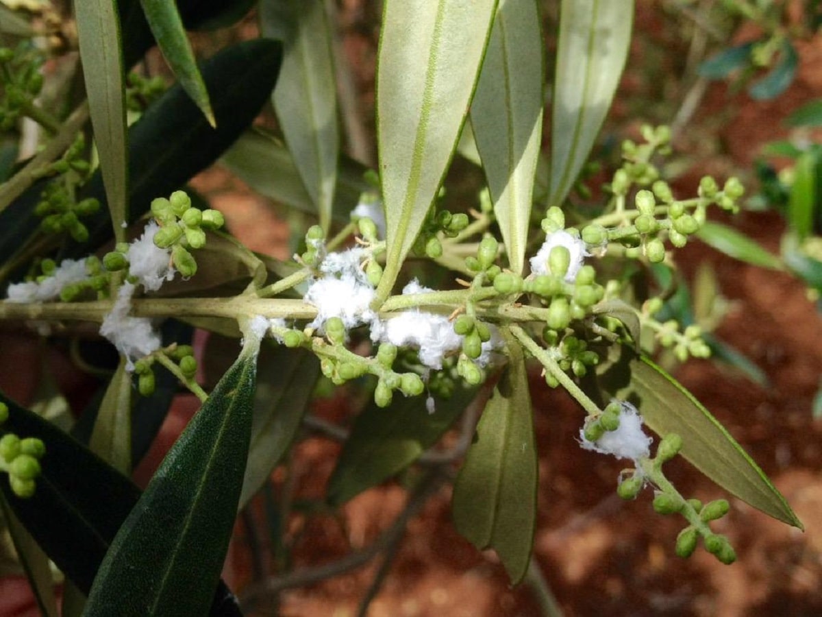 Olive milkweed plague: life cycle, symptoms and treatment