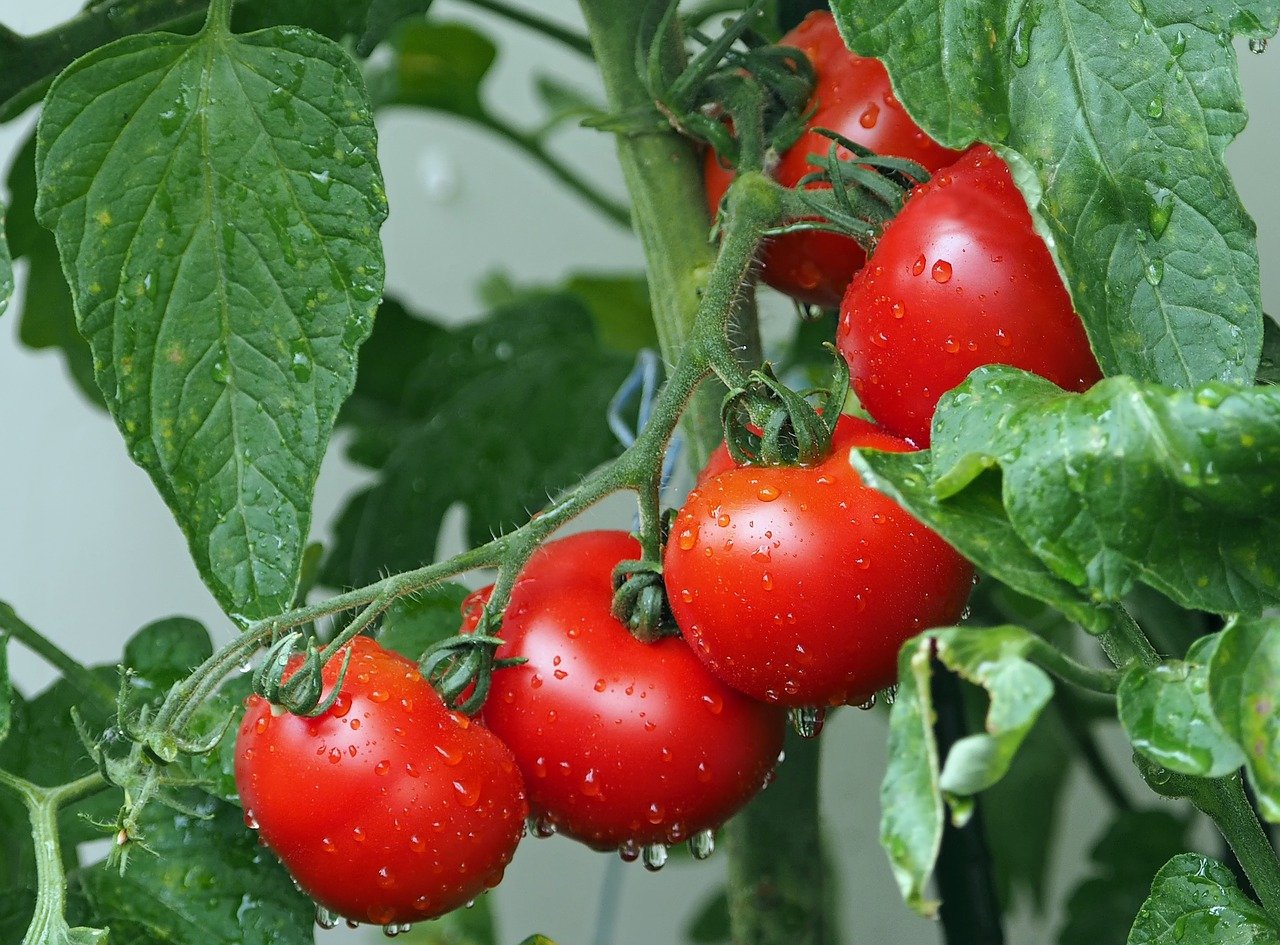 Anthracnose in tomato: What are its symptoms and how to treat it