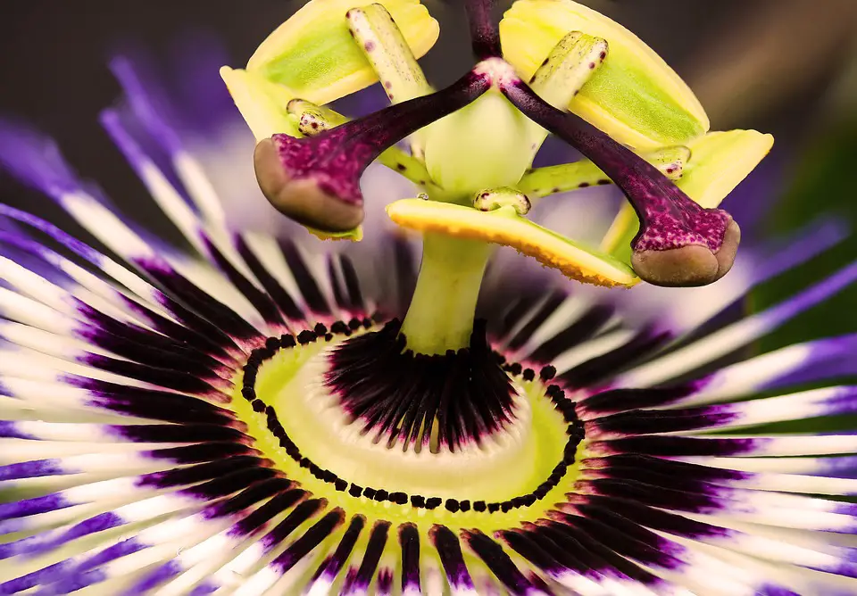 How to Grow Passiflora from Seeds…