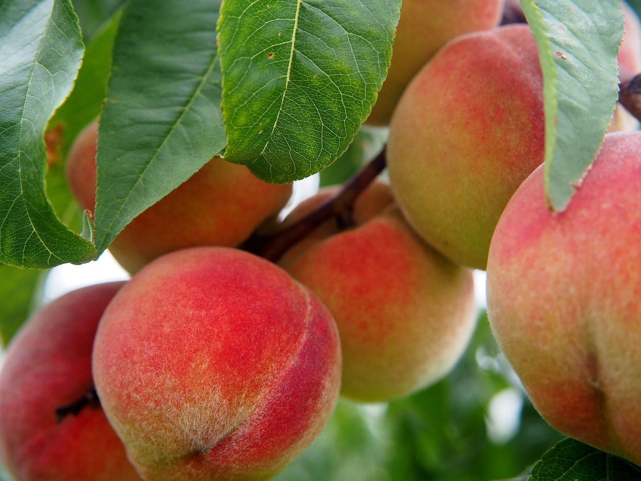 How To Plant A Peach Tree: When To Do It And How To Plant It