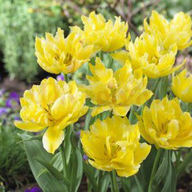 What is remarkable about terry late tulips?  – planting, care, photos, how to grow and harvest
