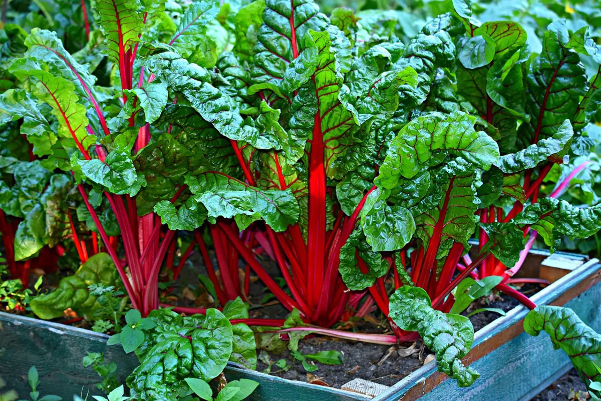 Chard Diseases: Prevention and Home Remedies
