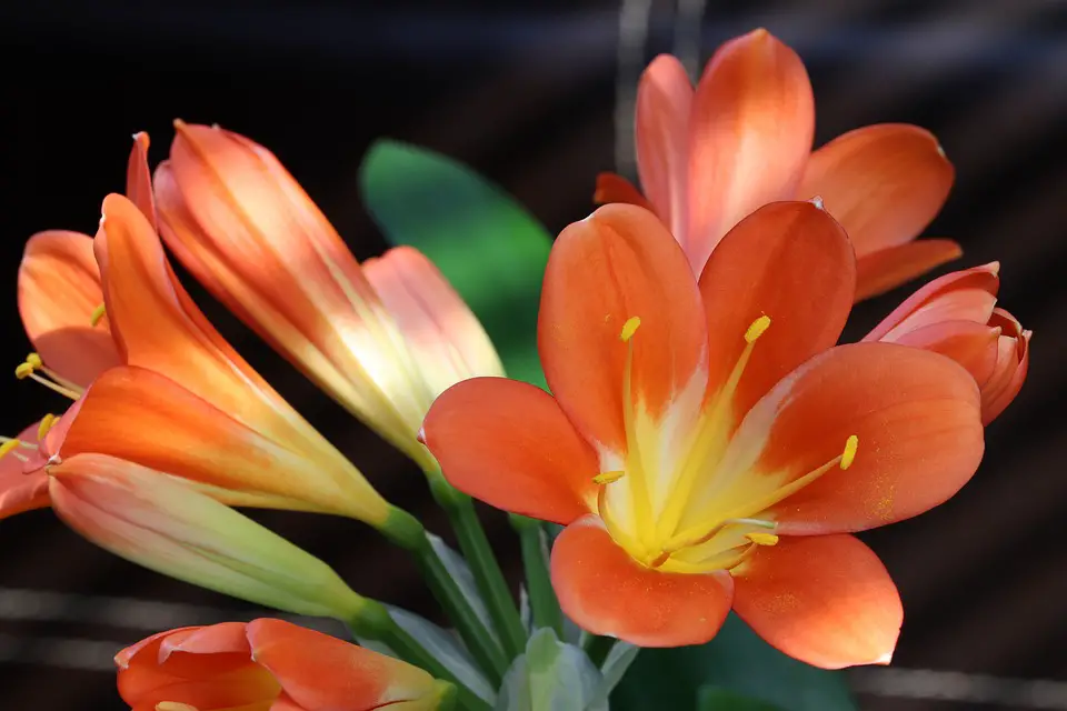 All about growing clivia … – planting, care, photos, how to grow and harvest