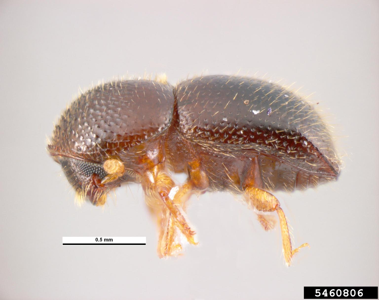 Xylosandrus compactus, a tree-boring beetle