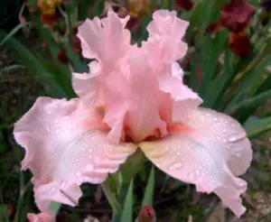 Bearded iris – fashionable novelties of the autumn 2015 season … Planting, care and propagation of plants