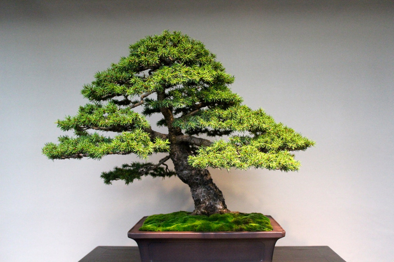 How to care for a bonsai?