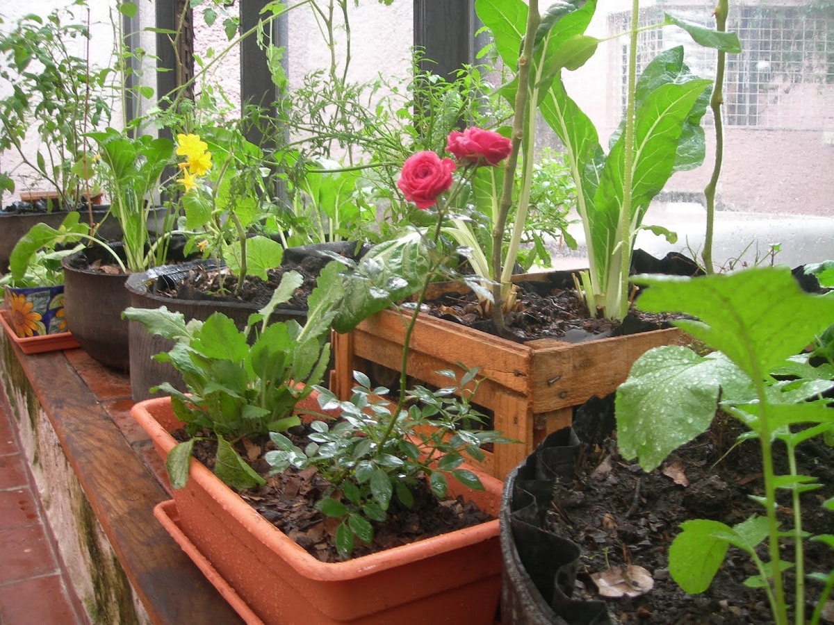How to make a garden in pots? Top tips