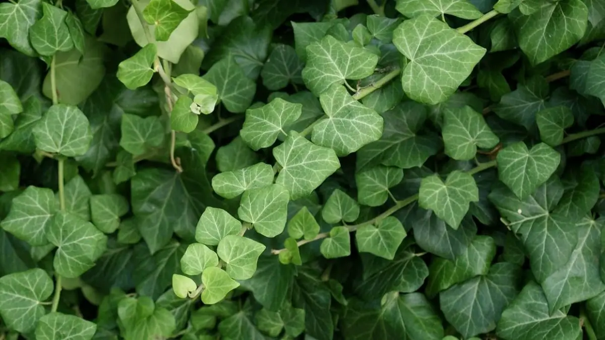 Indoor ivy care: the best tips and tricks