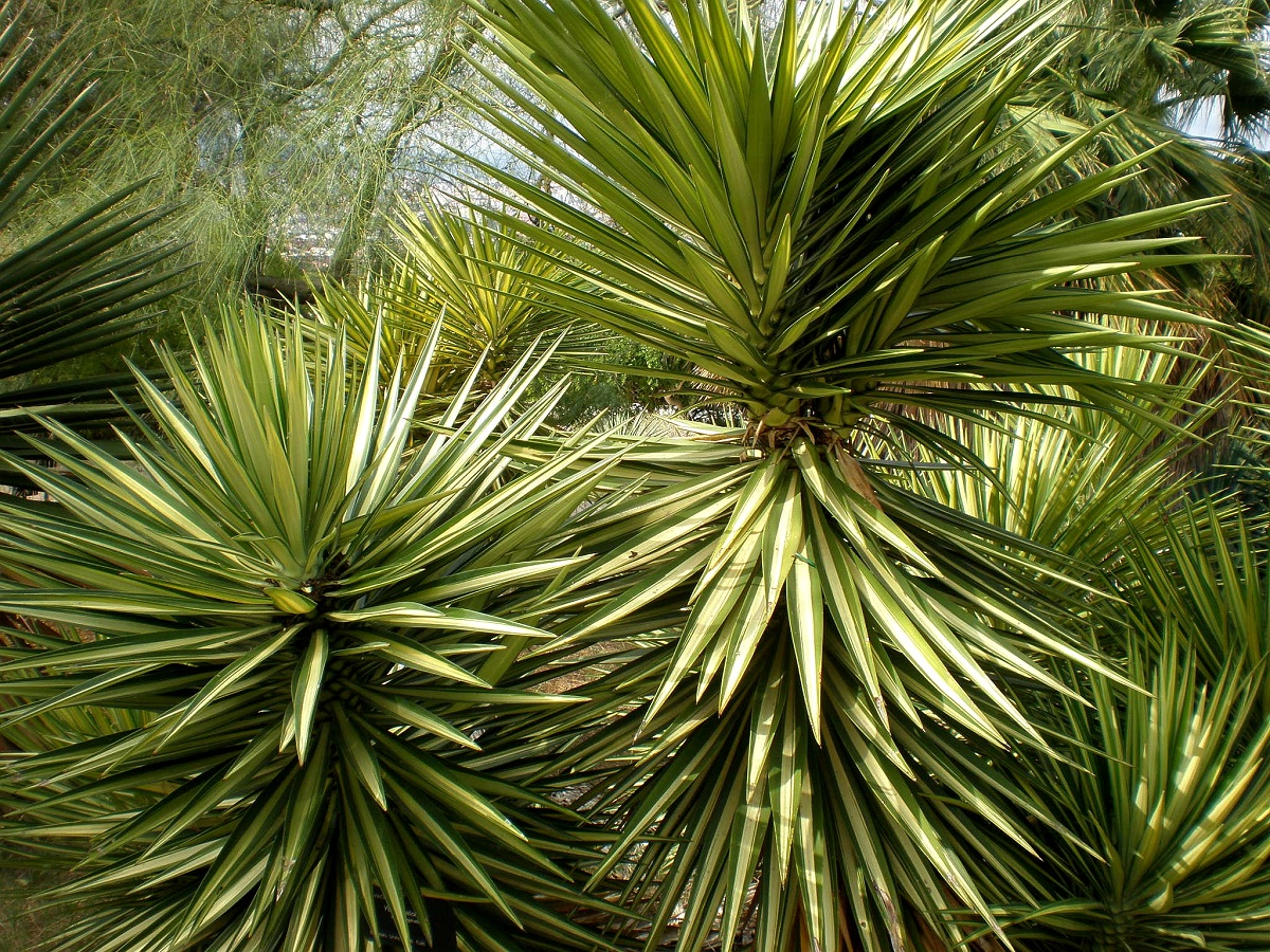 Yucca aloifolia: characteristics, uses and necessary care