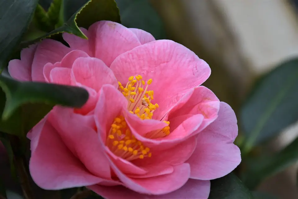 Camellia care in winter.  Florium.ua” 2019