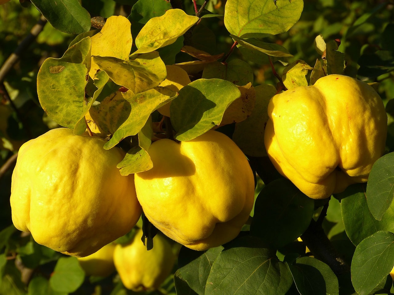 Quince Diseases: Most Common Pests and Diseases