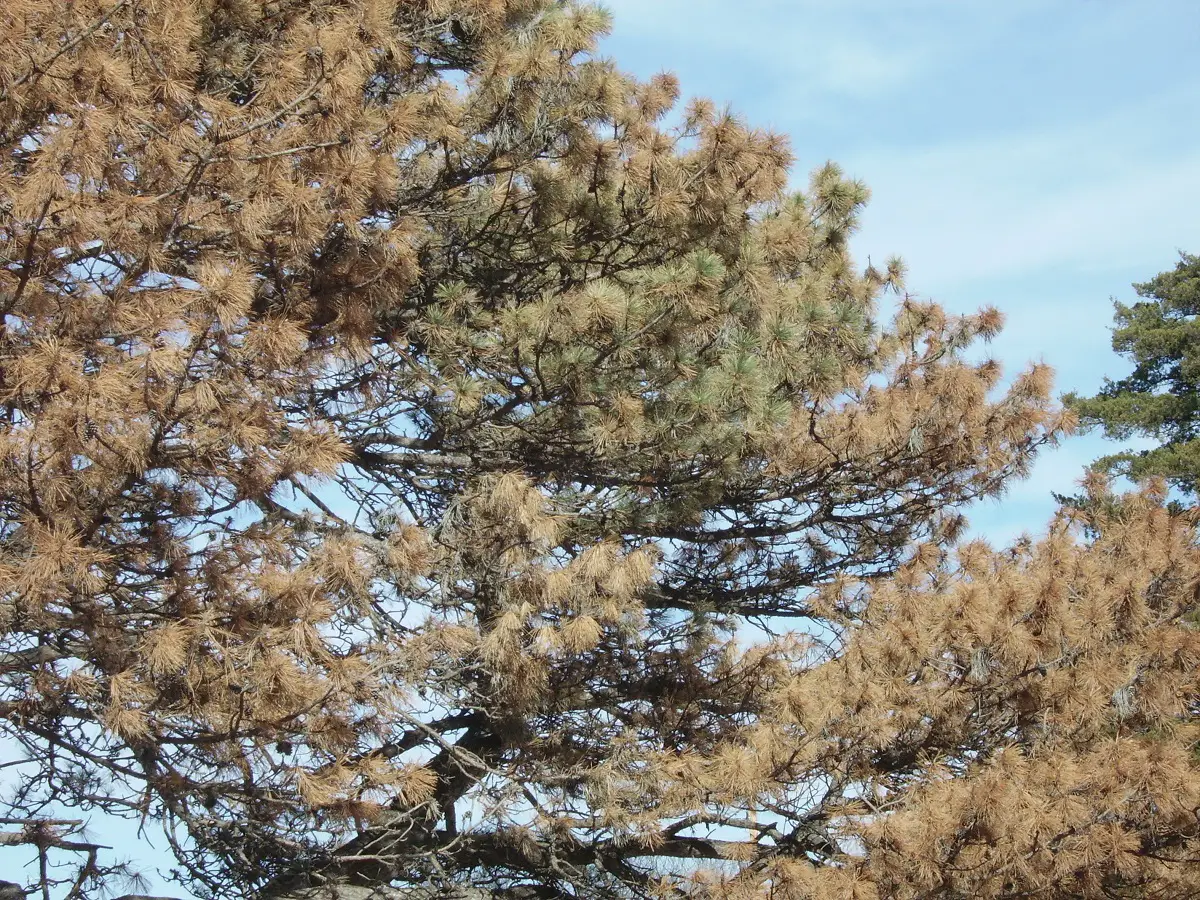 Bursaphelenchus xilophilus: A pest that affects pines