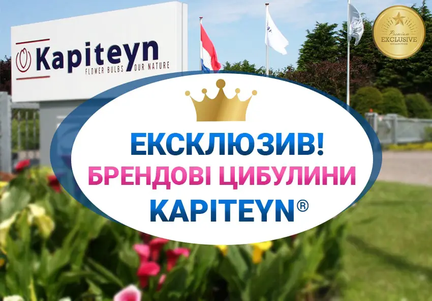The new partner of Florium is the Kapiteyn bulb brand