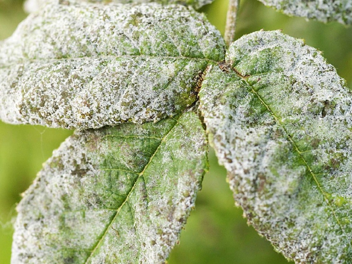 How to remove white mold from plants