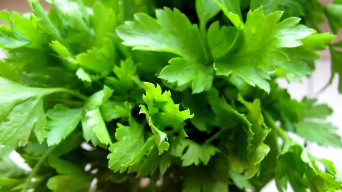 Chervil: characteristics, properties and cultivation