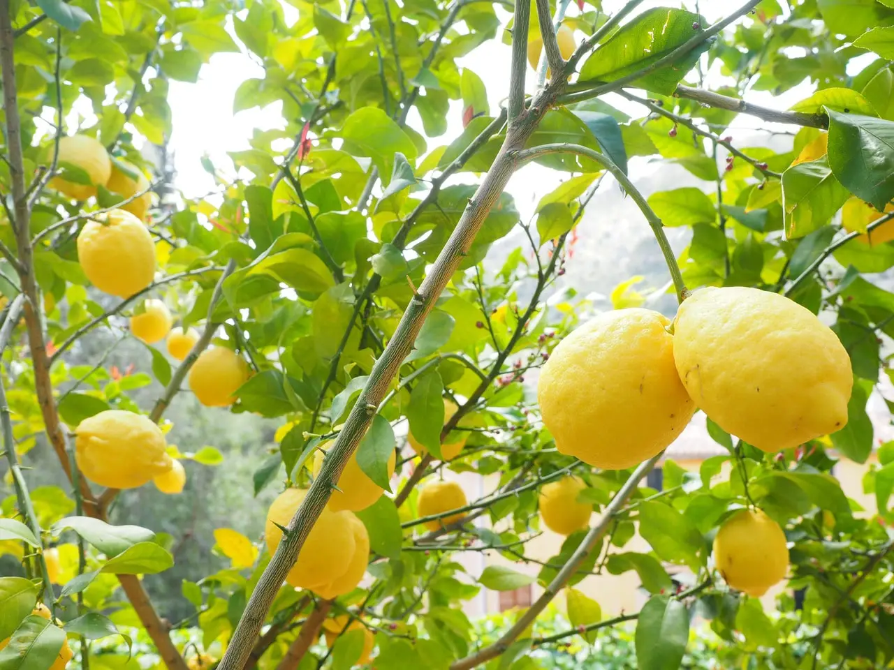 When to plant lemon tree