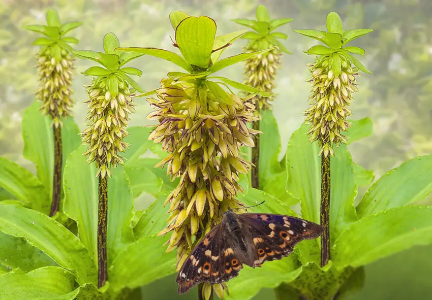 Eucomis.  Learn all about this plant