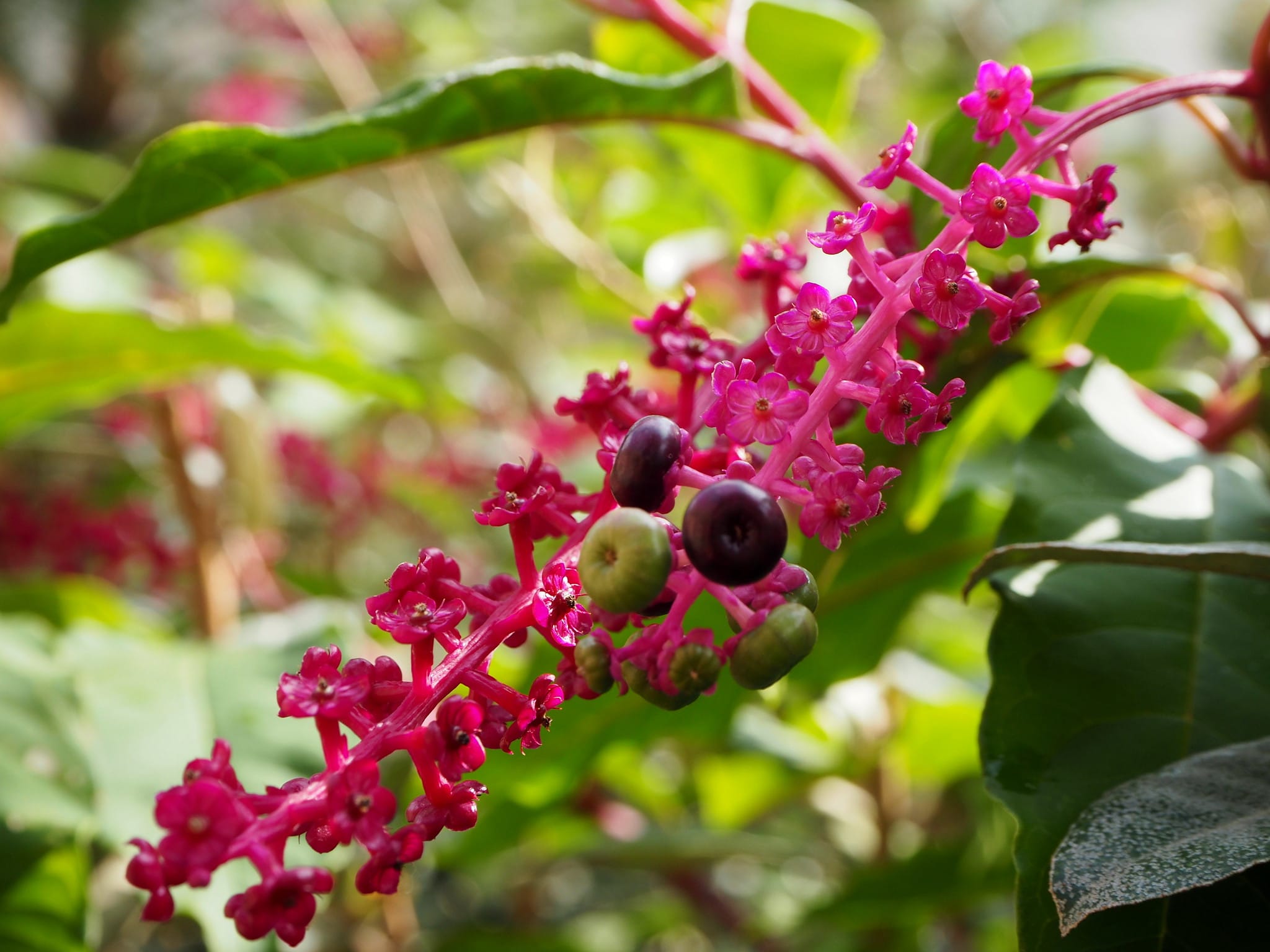 All about the Phytolacca | Gardening On