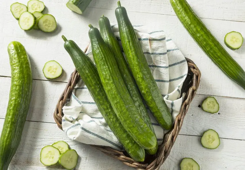 Advantages of bee-pollinated and self-pollinated cucumbers
