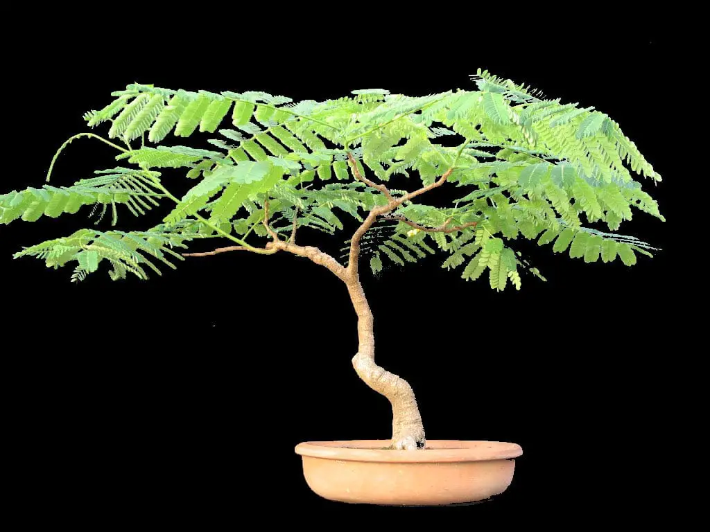How to make a flamboyant bonsai