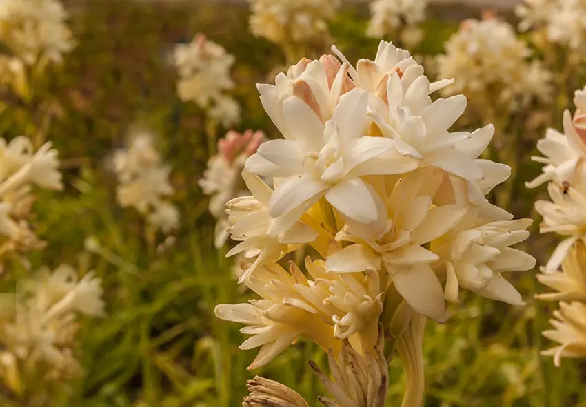 Tuberose (poliantes) – planting, care, photo, how to grow and harvest