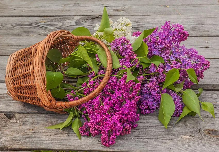 Lilac: the best varieties and cultivation