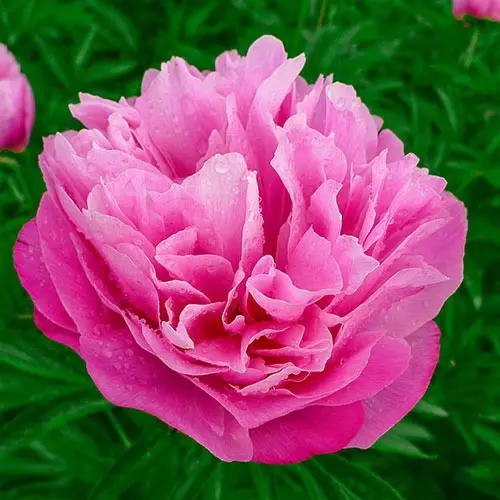 Pink peonies.  Florium.ua” 2019