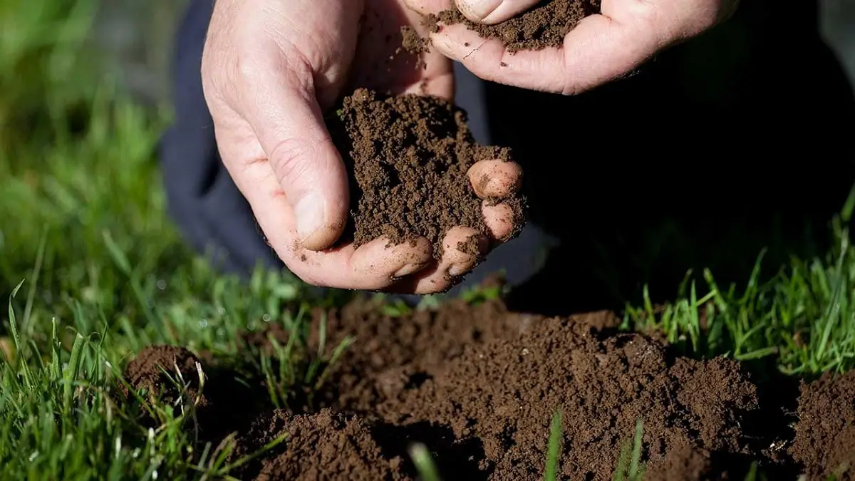 Why is soil important for plants