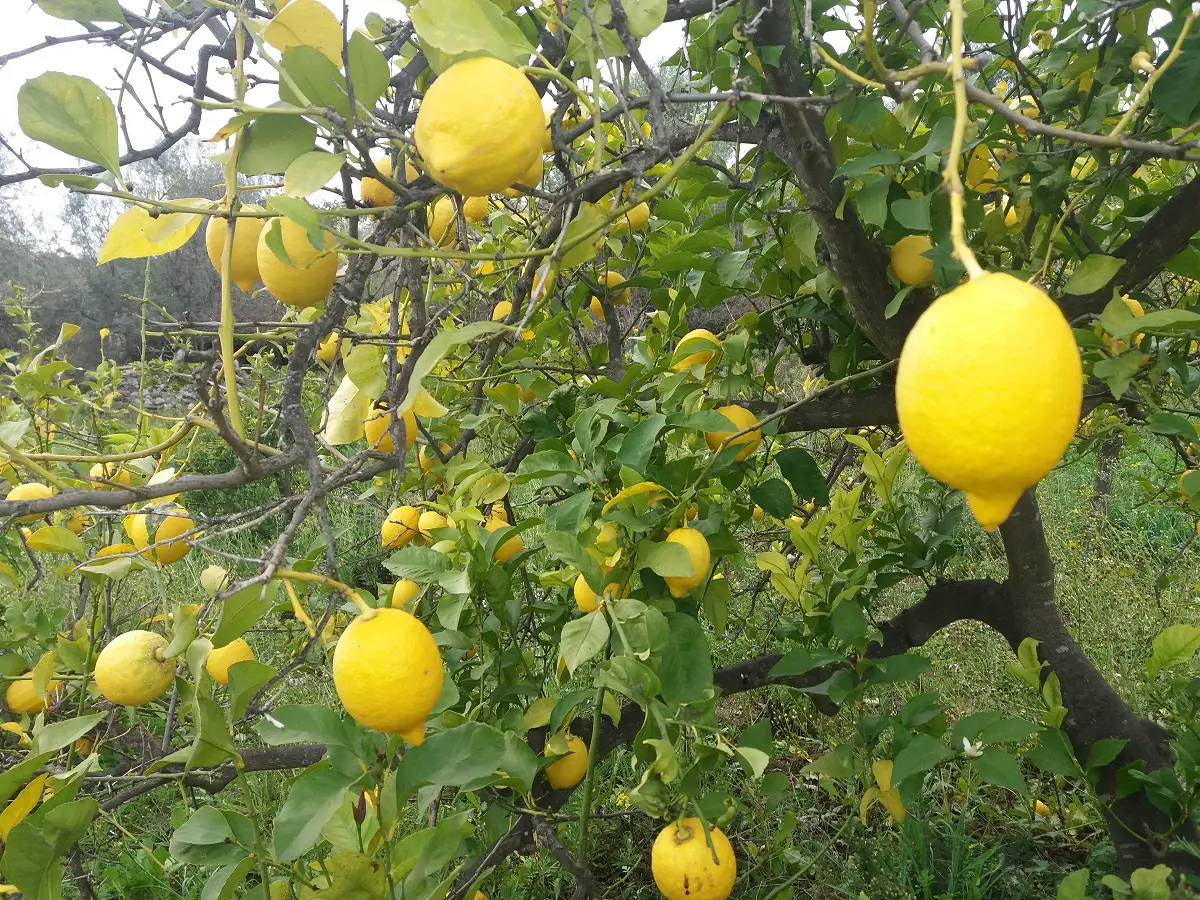 Verna lemon: Discover its characteristics and care