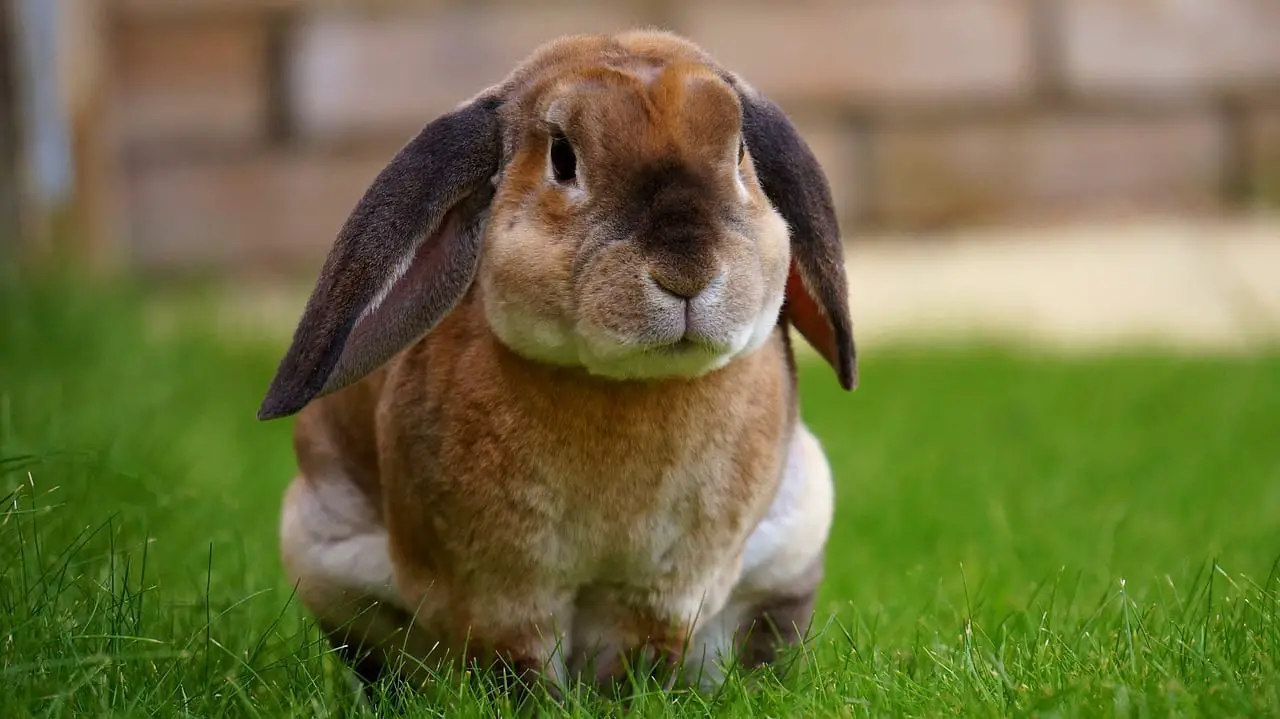 How to make a repellent for rabbits?