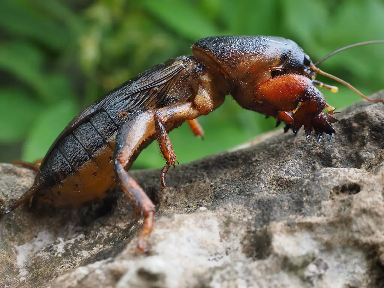 What is mole cricket and how do you fight it?