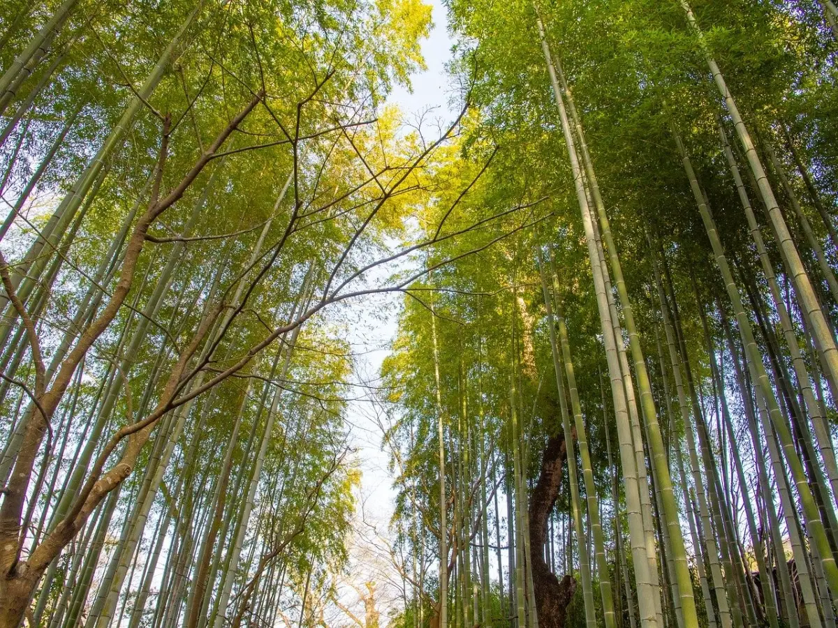 Bamboo forest: where to find it and how to create one in the garden