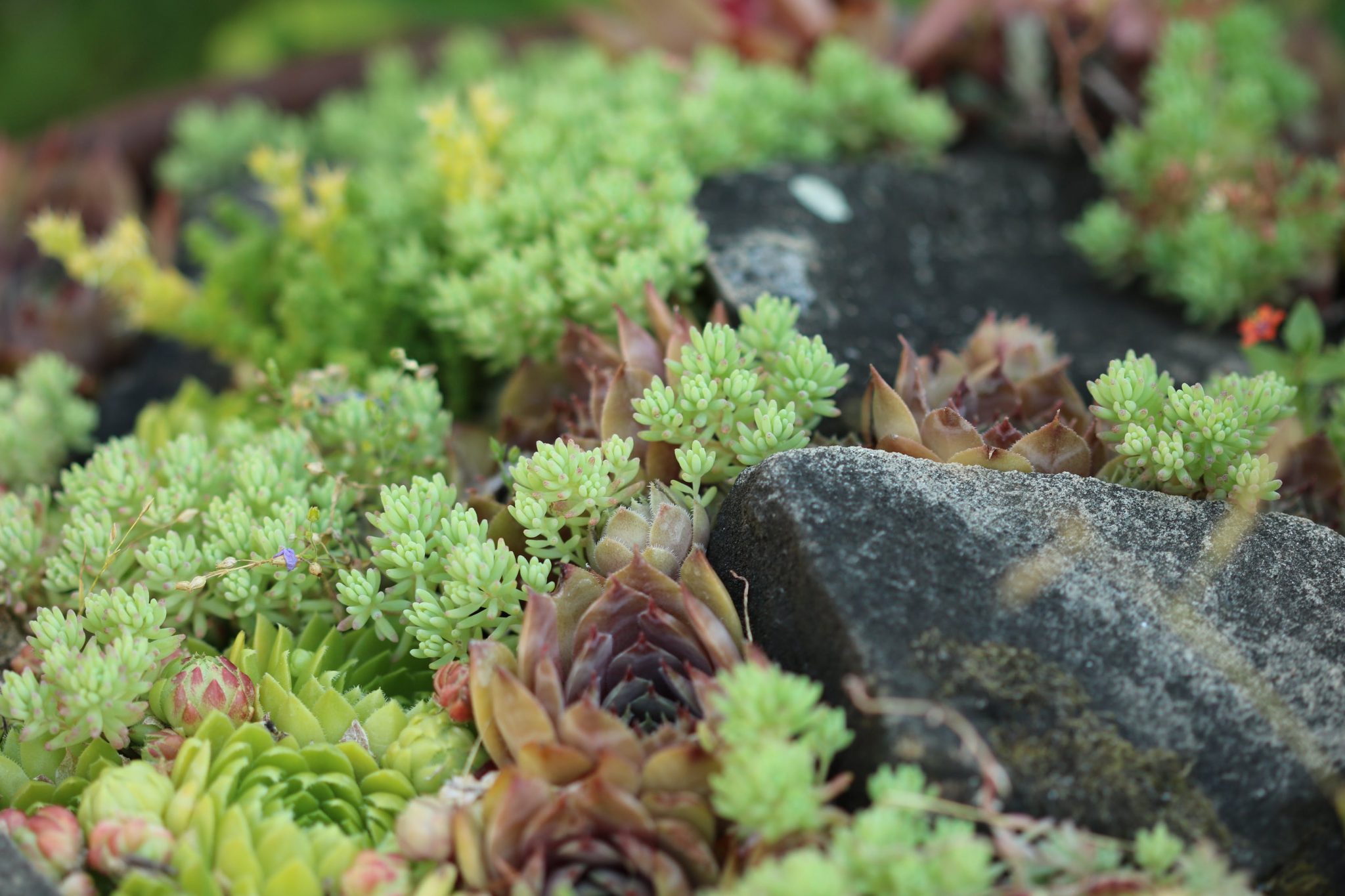 10 frost resistant rockery plants
