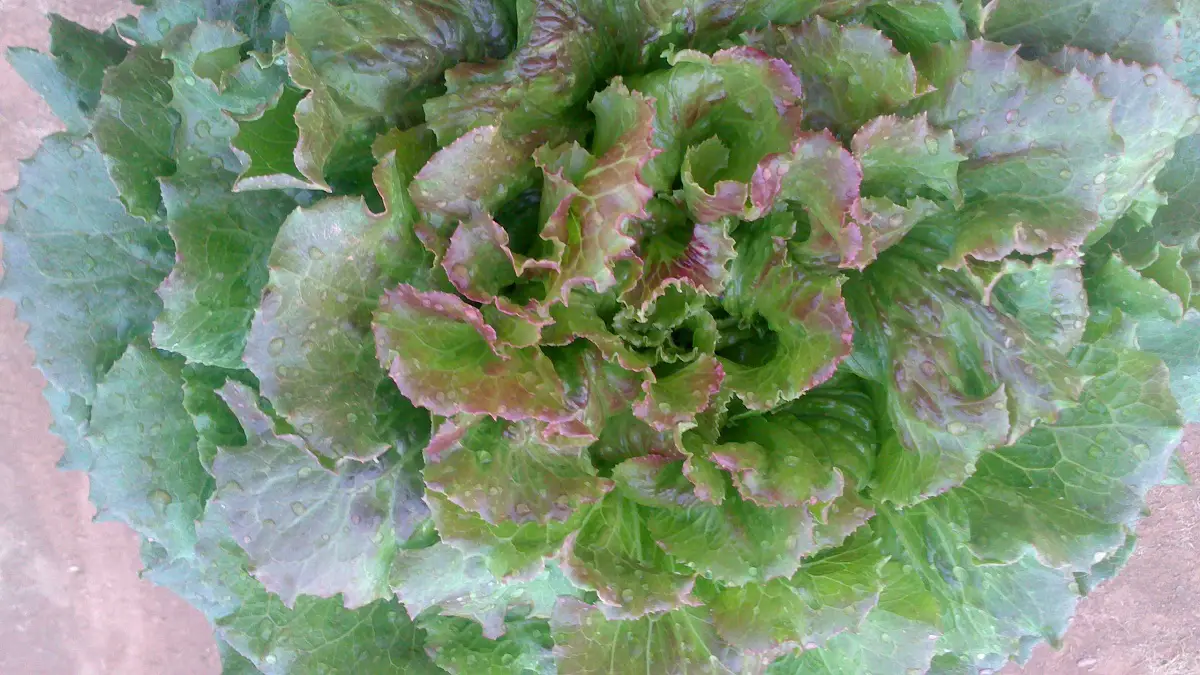 Characteristics, properties and cultivation of wonder lettuce