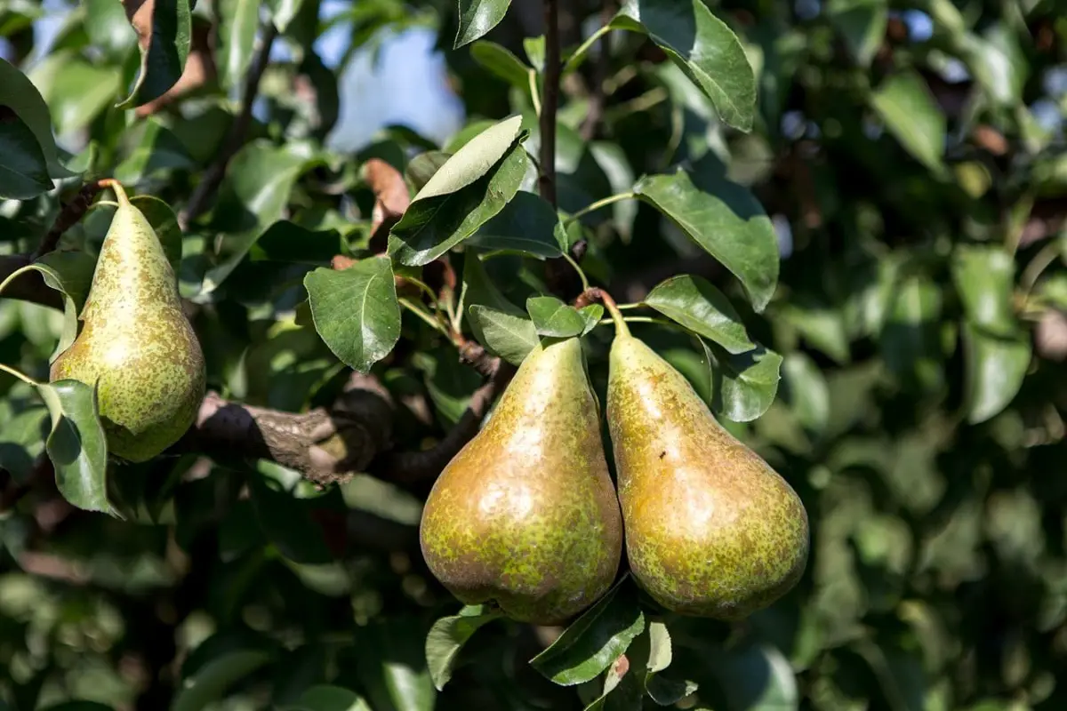 Discover the lemon pear: A fruit with great uses and benefits