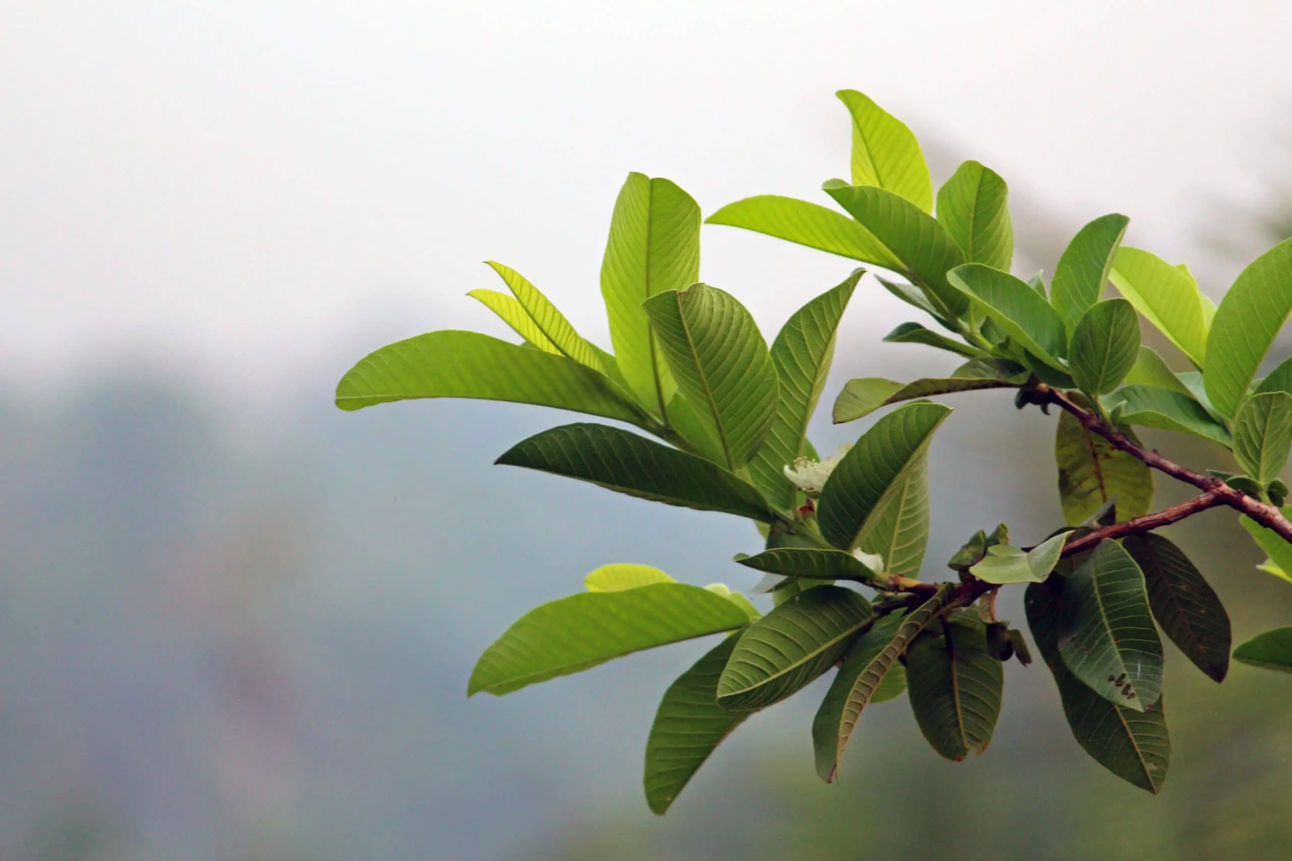 Guava Care Guide | Gardening On