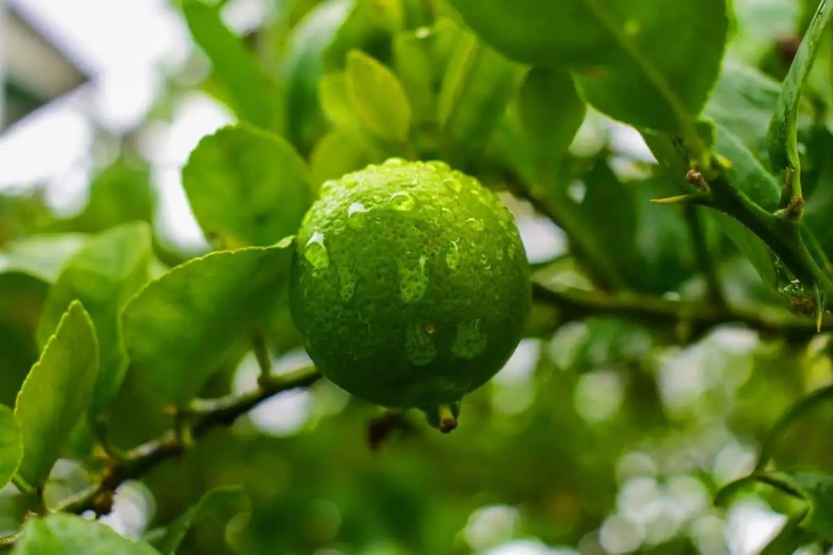 Citrus pests: types, symptoms and treatment