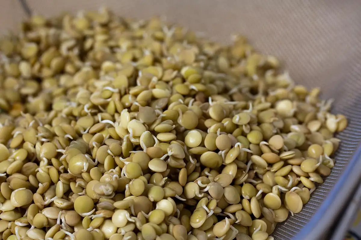 How to make a homemade rooting agent with lentils: step by step