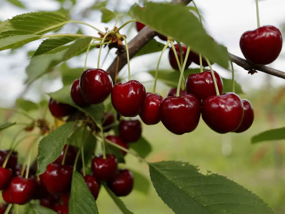 How to plant a cherry tree from a branch: the best tips