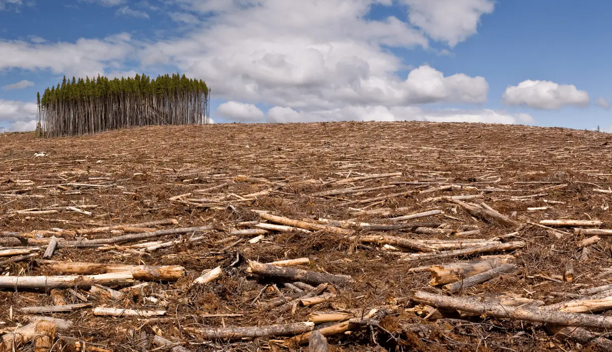 Deforestation: characteristics, causes and consequences