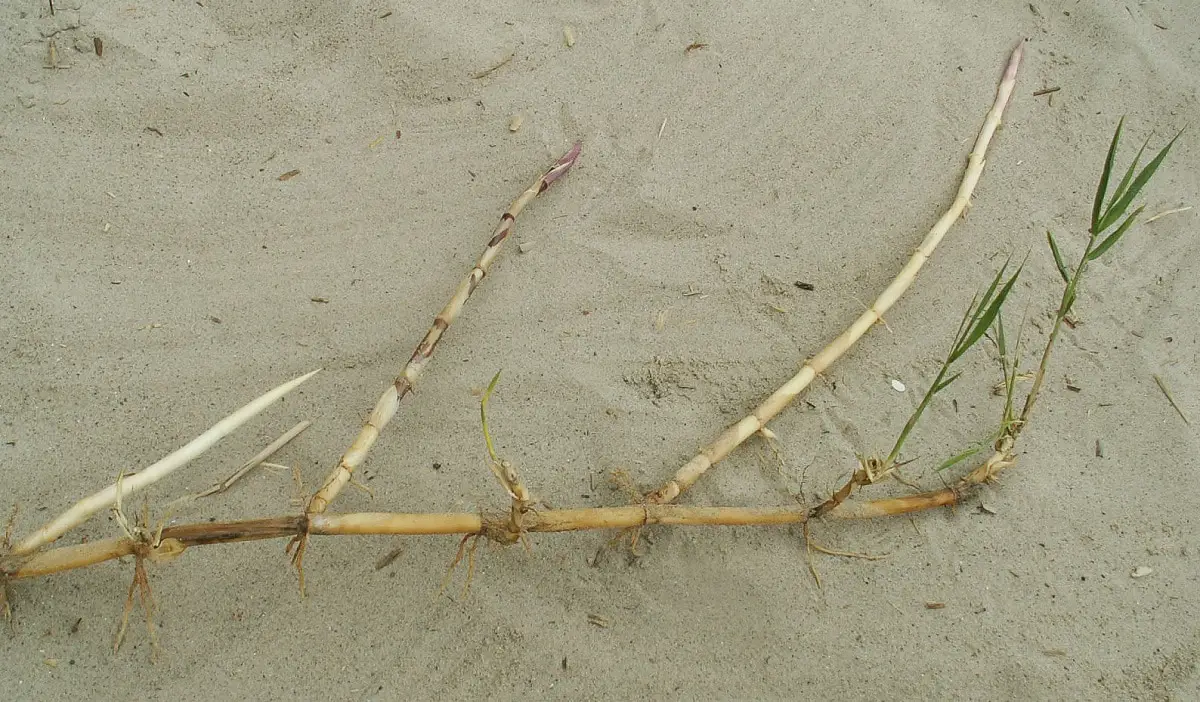 What is the rhizome? Characteristics and types