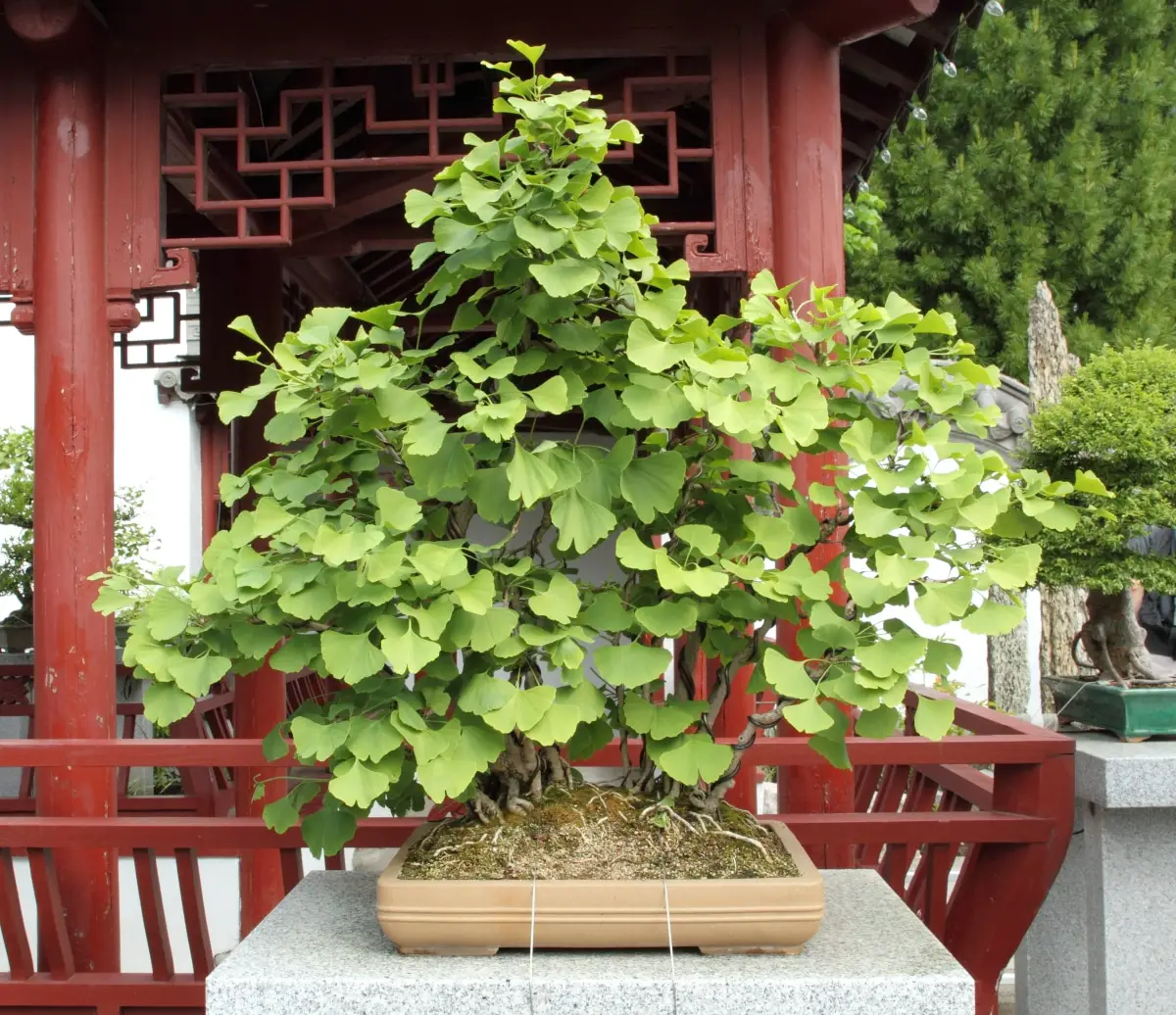 Ginkgo bonsai: how is it cared for?