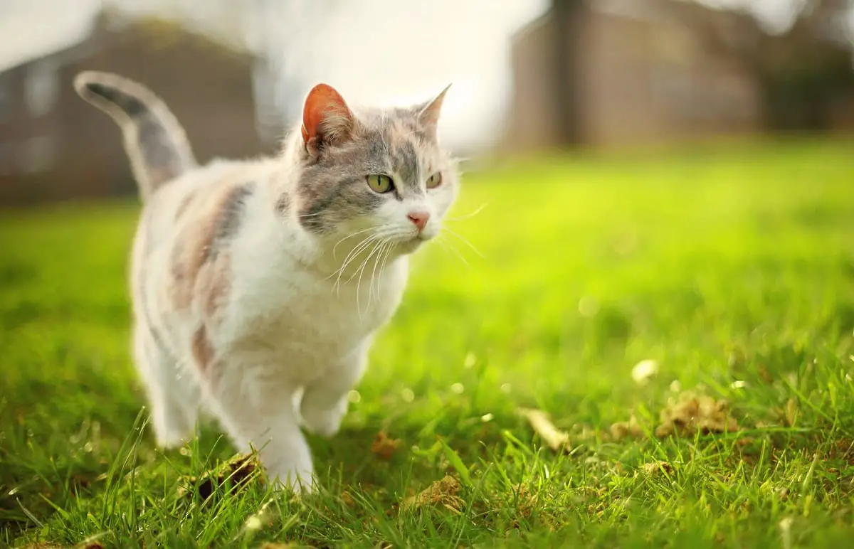 Repellants for cats: tips and plants to repel them from the garden