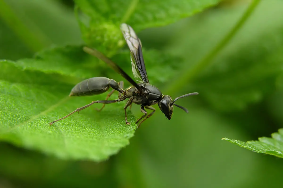 Flying ants: biology, behavior and damage in the garden